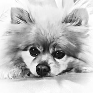 Meet your Posher, Terry